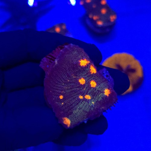 Echinophyllia WYSYWIG #1