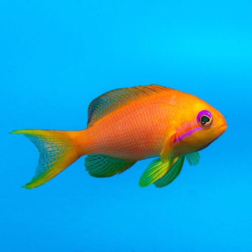 pol_pl_Pseudanthias-squamipinnis-M-3004_3.jpg