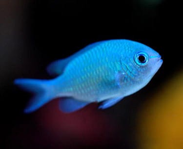 green-chromis.jpg