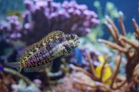 Salarias fasciatus – Lawnmower Blenny / Kosiarka do Akwarium Morskiego (Ryba Glonożerna Reef)