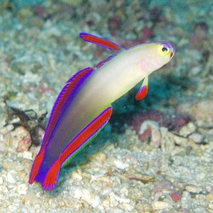 Nemateleotris decora – Purple Firefish / Ognik Fioletowy do Akwarium Morskiego