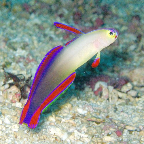 Nemateleotris decora – Purple Firefish / Ognik Fioletowy do Akwarium Morskiego