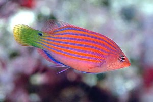 Pseudocheilinus hexataenia – Six Line Wrasse / Wargacz Sześcio-liniowy do Akwarium Morskiego