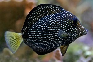 Zebrasoma Gemmatum M