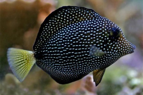 Zebrasoma Gemmatum M