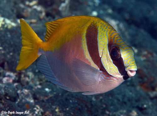 Siganus virgatus M - borsuk