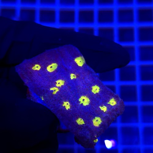 Chalice Lucy in the sky frag