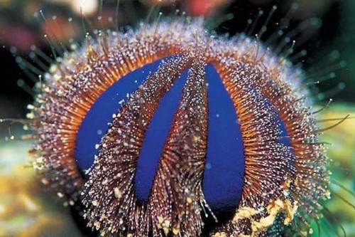 Mespillia globulus – Blue Tuxedo Urchin / Jeżowiec Niebieski do Akwarium Morskiego