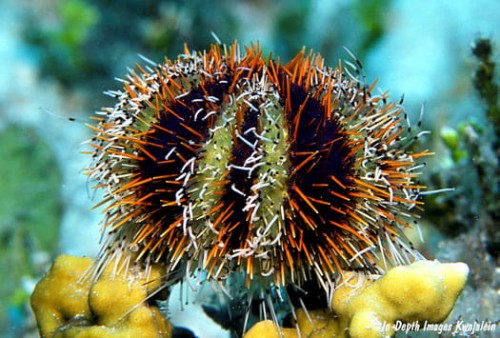 Tripneustes gratilla - jeżowiec do akwarium morskiego