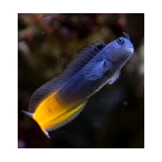 Ecsenius bicolor (M) - Bicolor Blenny