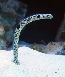 Heteroconger hassi (M) – Spotted Garden Eel Samiec do Akwarium Morskiego