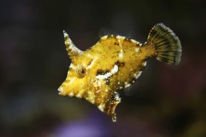 Acreichthys tomentosus (M) - brzydal na aiptaise