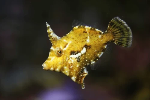 Acreichthys tomentosus (M) - brzydal na aiptaise