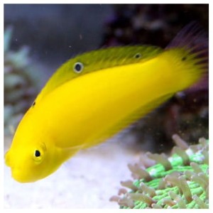 Halichoeres chrysus - wargaczek kanaryjski (M)