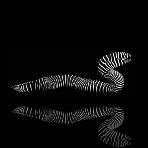 Gymnomuraena zebra (M) – murena zebra 20 cm | ryba morska