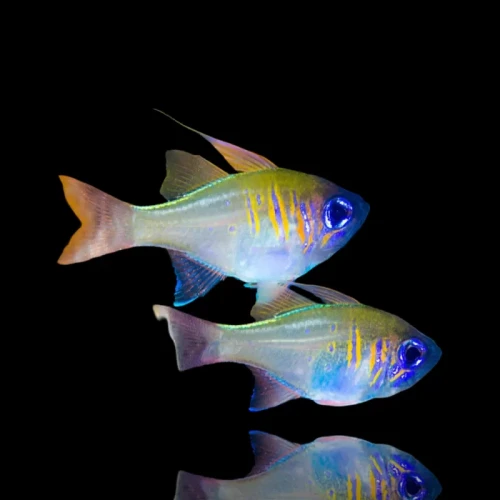 Apogon leptacanthus – Threadfin Cardinalfish / Kardynałek Niebieski do Akwarium Morskiego