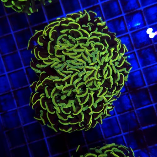 Euphyllia Ancora Gold WYSIWYG #28