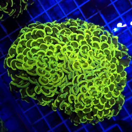 Euphyllia Ancora Gold WYSIWYG #37