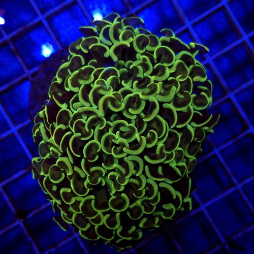 Euphyllia Ancora Gold WYSIWYG #95