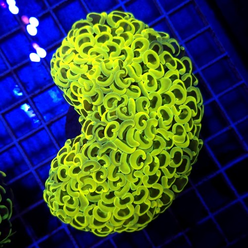 Euphyllia Ancora Gold WYSIWYG #63