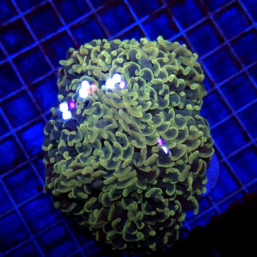 Euphyllia Ancora Gold WYSIWYG #82