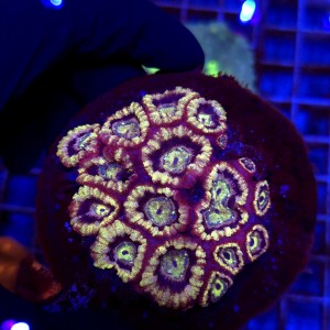 Acanthastrea Ultra WYSIWYG #2