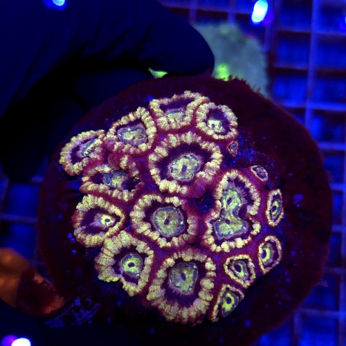 Acanthastrea Ultra WYSIWYG #2