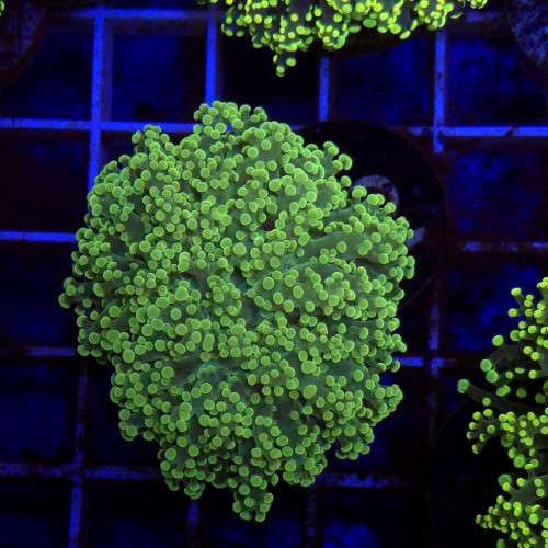 Euphyllia paradivisa Green (2 głowy) WYSIWYG #62