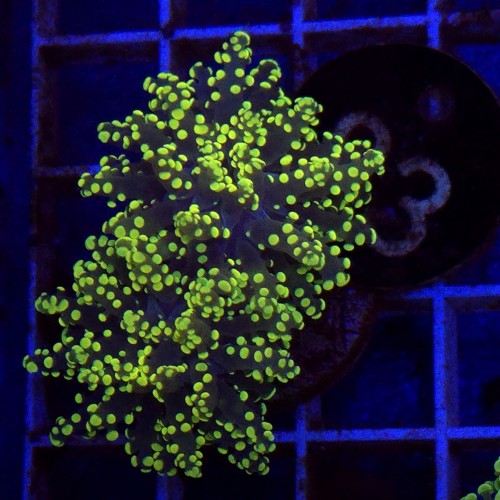 Euphyllia paradivisa Yellow (2 głowy) WYSIWYG #83