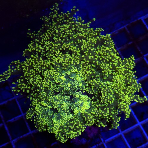 Euphyllia paradivisa Yellow kolonia XL WYSIWYG #1