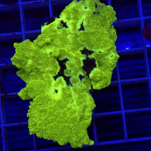 Montipora capricornis Green Fluo M WYSIWYG #2