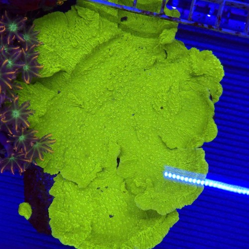 Montipora capricornis Green Fluo XL WYSIWYG #3