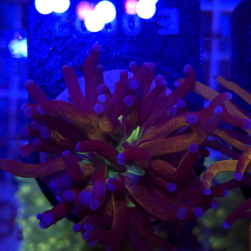 Euphyllia Glabrescens Golden Joker WYSIWYG #E0002