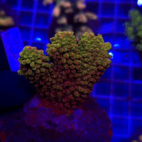 Acropora Mango Garden matecznik #85