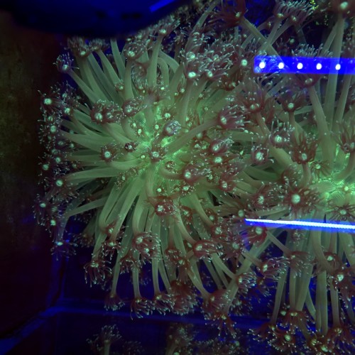 Goniopora Premium long tips XL (matecznik) WYSIWYG #1