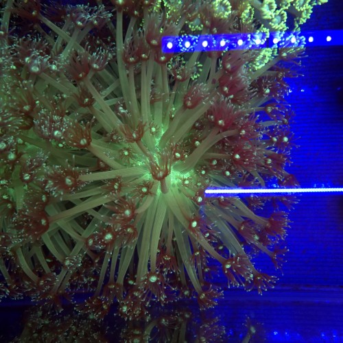 Goniopora Premium long tips XL (matecznik) WYSIWYG #2