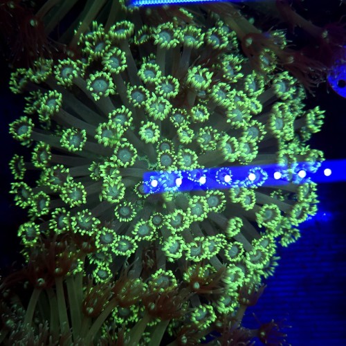 Goniopora Premium (matecznik) WYSIWYG #3