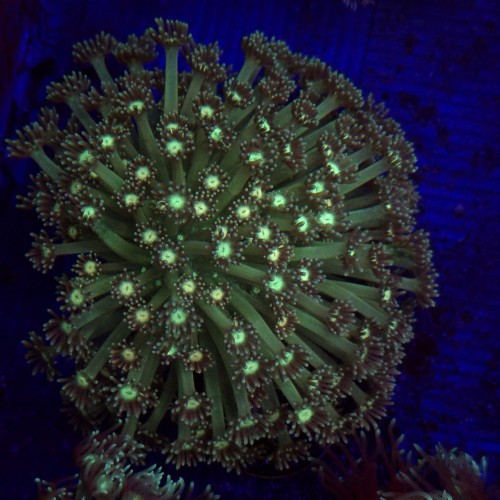 Goniopora Premium (matecznik) WYSIWYG #4