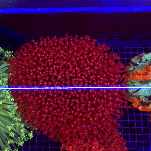 Goniopora Premium Red XXL (matecznik) WYSIWYG #7