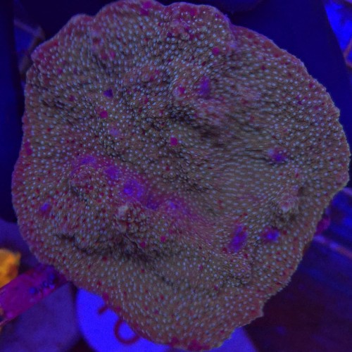 Montipora WYSIWYG #6