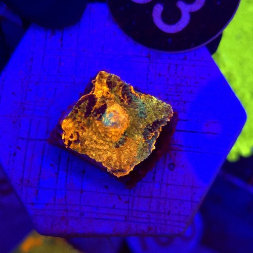 Acanthastrea echinata Raibiow Orange WYSIWYG #33