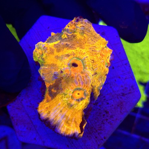Acanthastrea echinata Raibiow Orange WYSIWYG #3