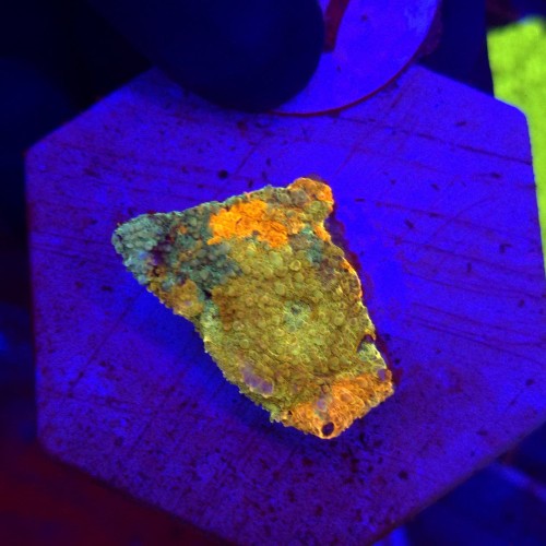 Acanthastrea echinata Raibiow Orange WYSIWYG #97