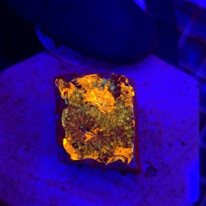 Acanthastrea echinata Raibiow Orange WYSIWYG #100