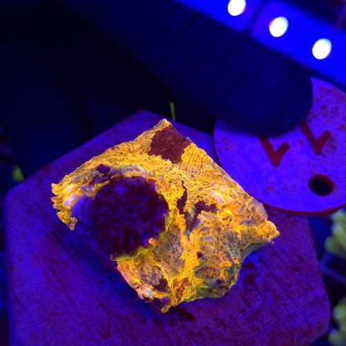 Acanthastrea echinata Raibiow Orange WYSIWYG #11