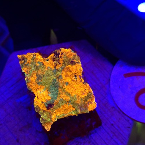 Acanthastrea echinata Raibiow Orange WYSIWYG #76