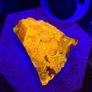 Acanthastrea echinata Raibiow Orange WYSIWYG #16