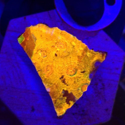 Acanthastrea echinata Raibiow Orange WYSIWYG #16