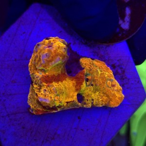 Acanthastrea echinata Raibiow Orange WYSIWYG #23