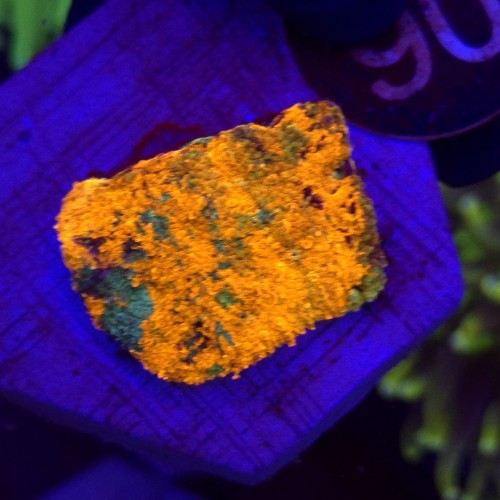 Acanthastrea echinata Raibiow Orange WYSIWYG #90